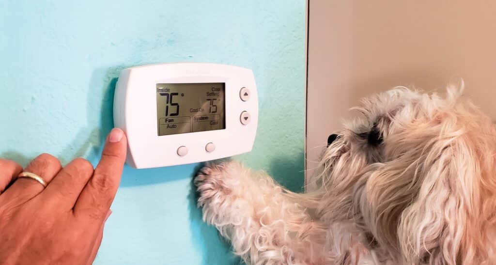 Cute senior doggie gets cold in winter so sets thermostat higher for her comfort.